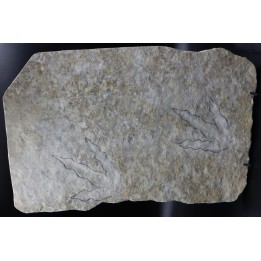 dinosaur foot print : Grallator variabilis