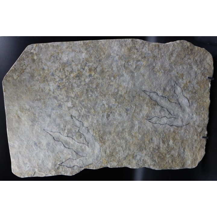 dinosaur foot print : Grallator variabilis
