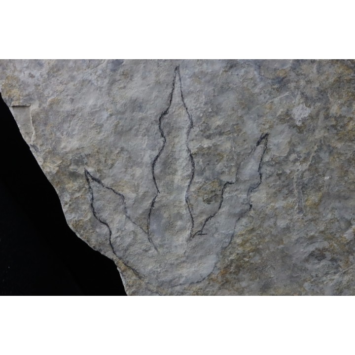 dinosaur foot print : Grallator variabilis