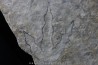 empreinte de dinosaure Grallator variabilis
