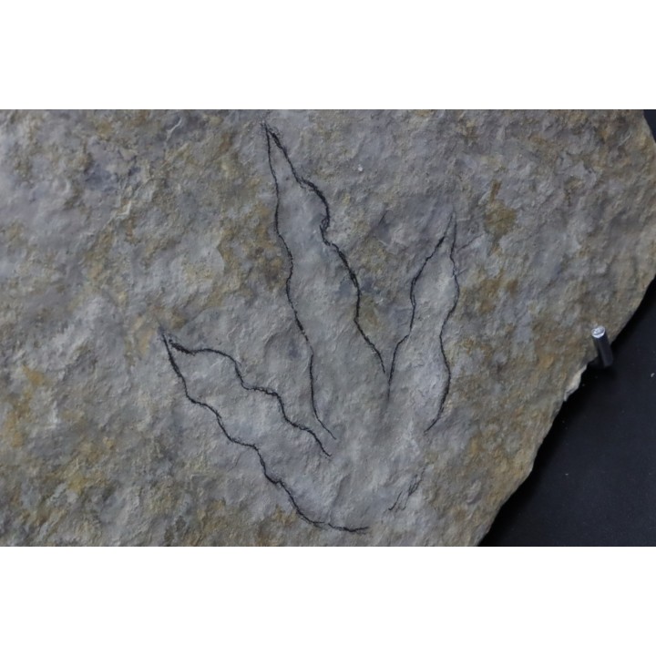 dinosaur foot print : Grallator variabilis