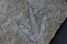 empreinte de dinosaure Grallator variabilis