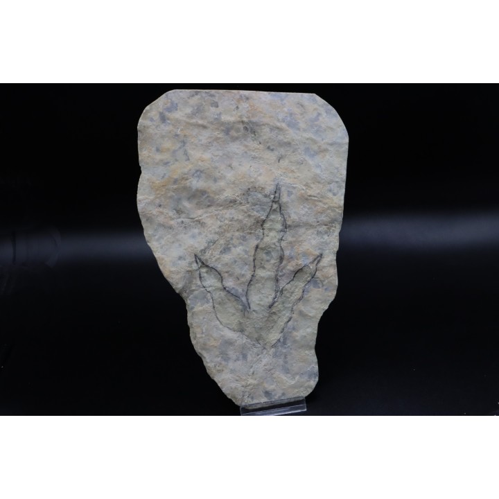 dinosaur foot print : Grallator variabilis
