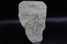 empreinte de dinosaure Grallator variabilis