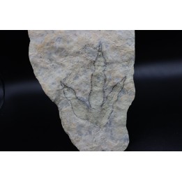 dinosaur foot print : Grallator variabilis