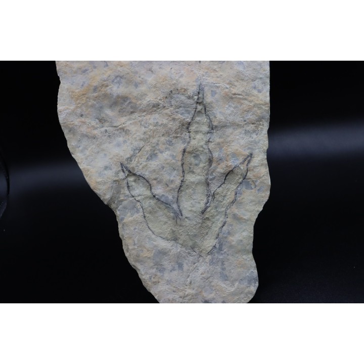 dinosaur foot print : Grallator variabilis