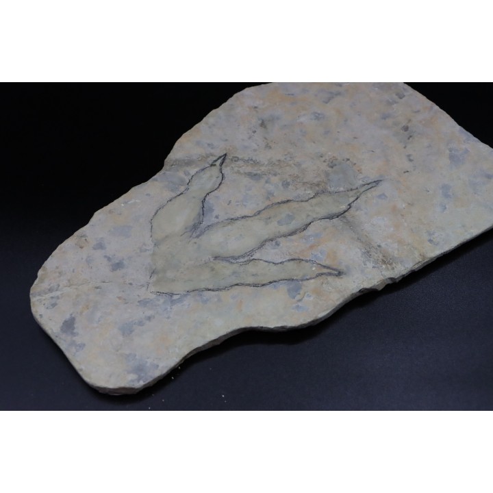 empreinte de dinosaure Grallator variabilis