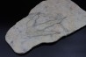 empreinte de dinosaure Grallator variabilis