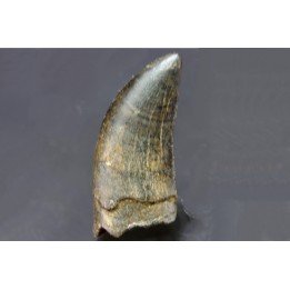 dent de : Tyrannosaure rex
