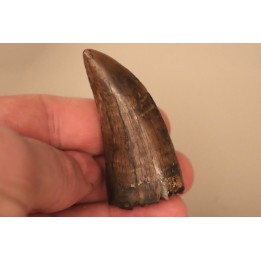 dent de : Tyrannosaure rex