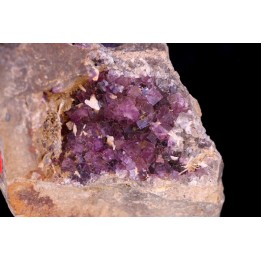 Fluorine violette - Bergheim, Alsace