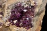 Fluorine violette - Bergheim, Alsace