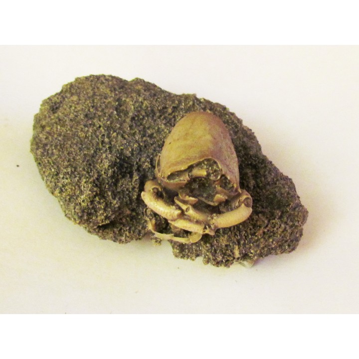 crabe RANILIA