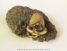 crab RANILIA