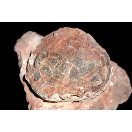 Oeuf de dinosaure  SEGNOSAURE  crétacé supérieur