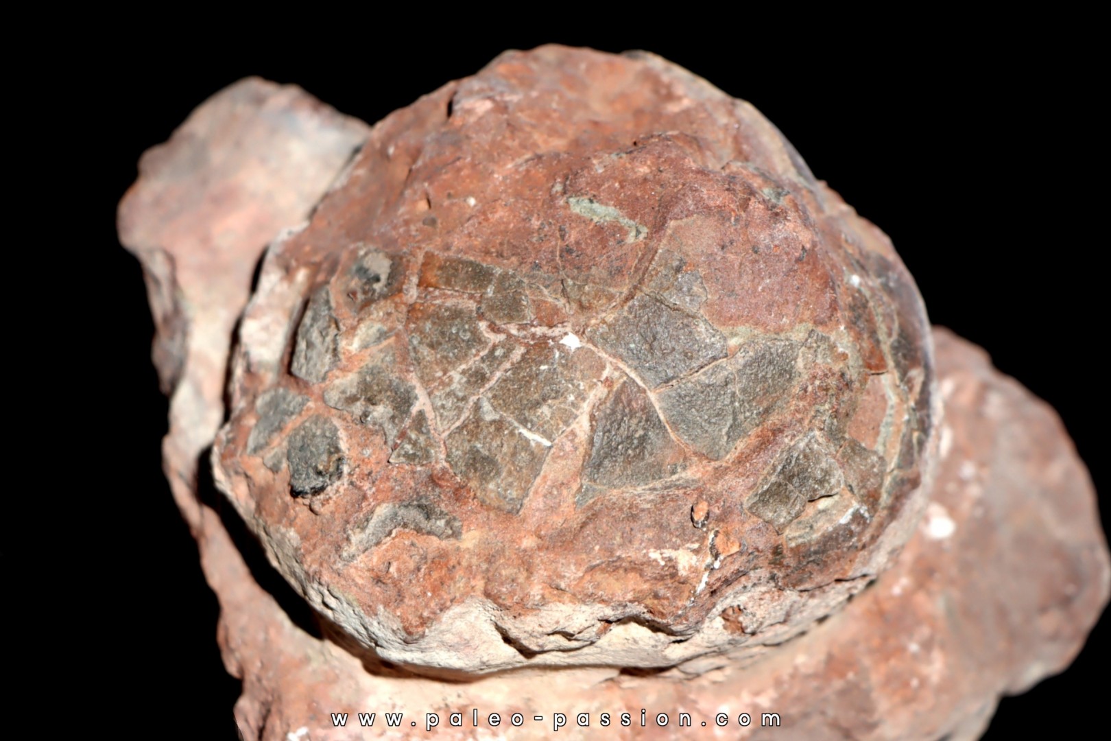 Oeuf de dinosaure SEGNOSAURE crétacé supérieur