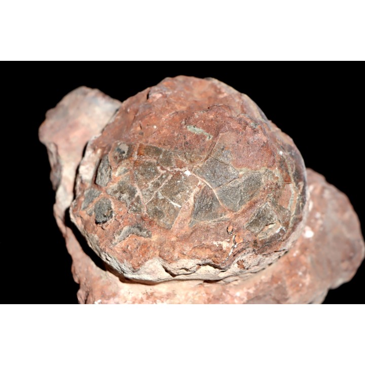 Oeuf de dinosaure  SEGNOSAURE  crétacé supérieur