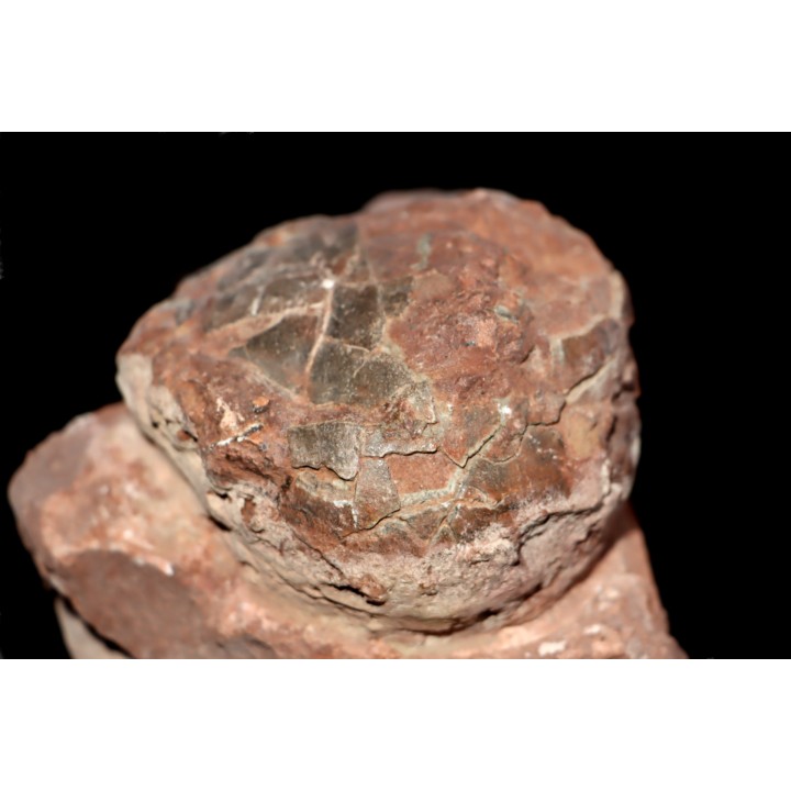 dinosaure egg SEGNOSAURE // upper cretaceous