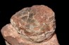 Oeuf de dinosaure SEGNOSAURE crétacé supérieur