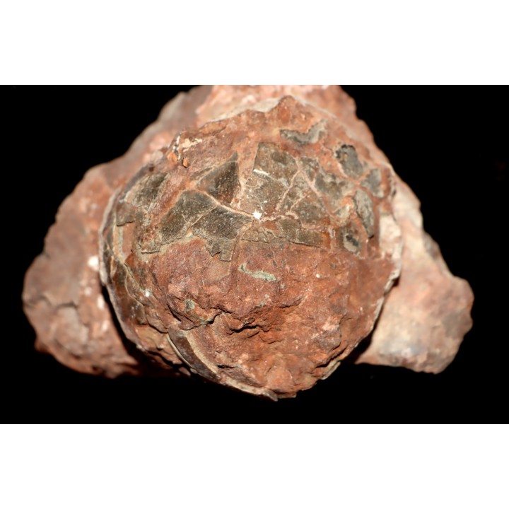 dinosaure egg SEGNOSAURE // upper cretaceous