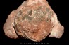 Oeuf de dinosaure SEGNOSAURE crétacé supérieur