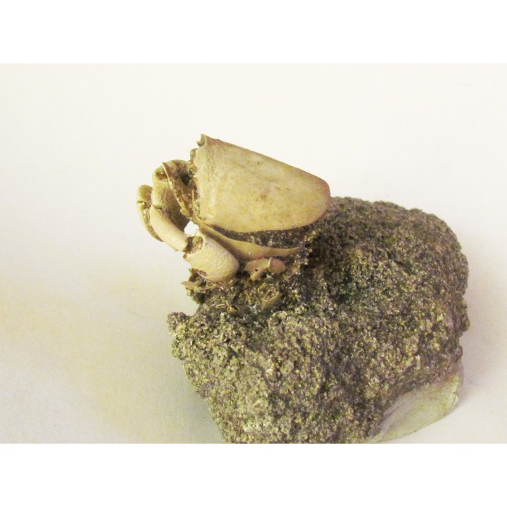 crabe RANILIA