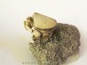 crab RANILIA