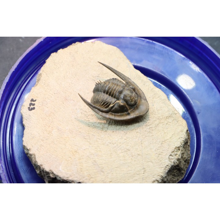 Lepidoproetus lahceni