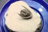 Lepidoproetus lahceni