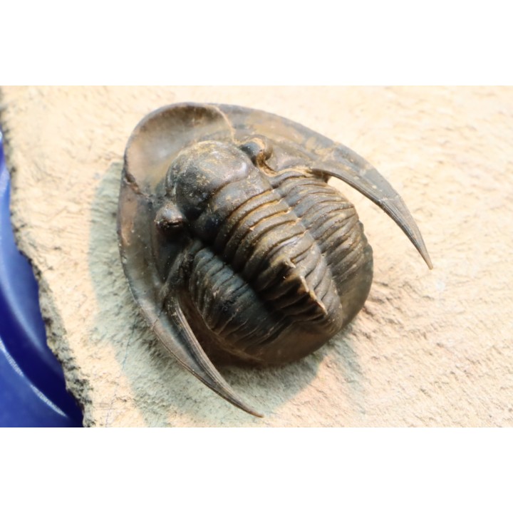 Lepidoproetus lahceni