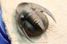 Lepidoproetus lahceni