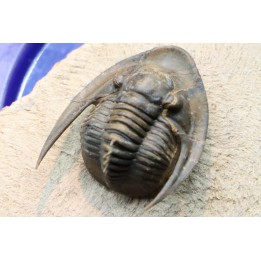 Lepidoproetus lahceni