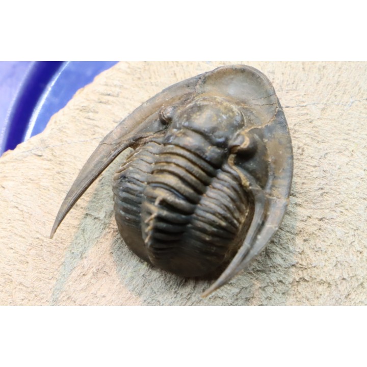 Lepidoproetus lahceni