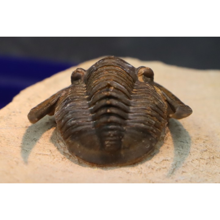 Lepidoproetus lahceni