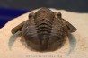 Lepidoproetus lahceni