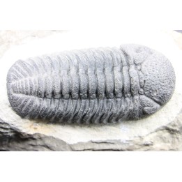 BARRANDEOPS ovatus - Emsian - Jbel Oufaten, MOROCCO