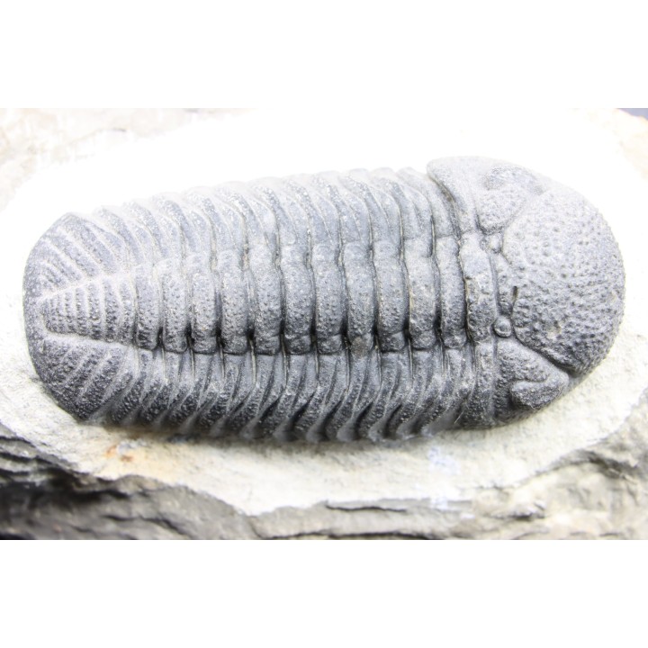 BARRANDEOPS ovatus -Emsien - Jbel Oufaten, MAROC