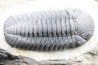 BARRANDEOPS ovatus -Emsien - Jbel Oufaten, MAROC