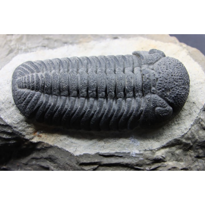 BARRANDEOPS ovatus - Emsian - Jbel Oufaten, MOROCCO