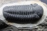 BARRANDEOPS ovatus -Emsien - Jbel Oufaten, MAROC