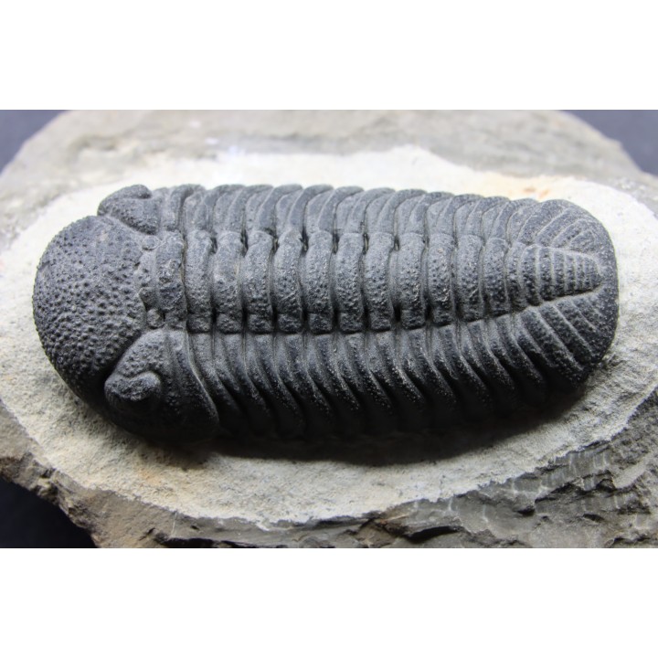 BARRANDEOPS ovatus - Emsian - Jbel Oufaten, MOROCCO
