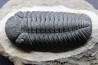 BARRANDEOPS ovatus - Emsian - Jbel Oufaten, MOROCCO