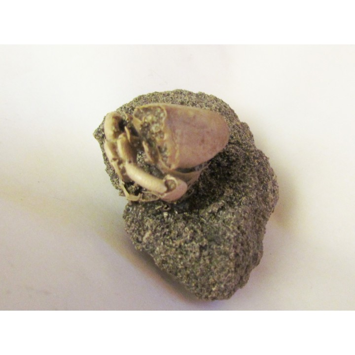crab RANILIA