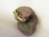 crabe RANILIA