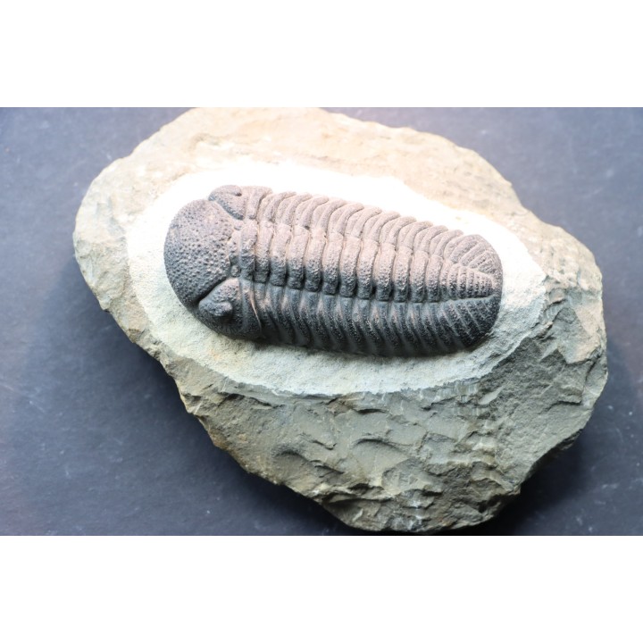 BARRANDEOPS ovatus - Emsian - Jbel Oufaten, MOROCCO