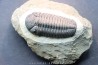 BARRANDEOPS ovatus - Emsian - Jbel Oufaten, MOROCCO