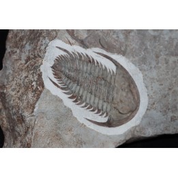 Neltneria jacqueti