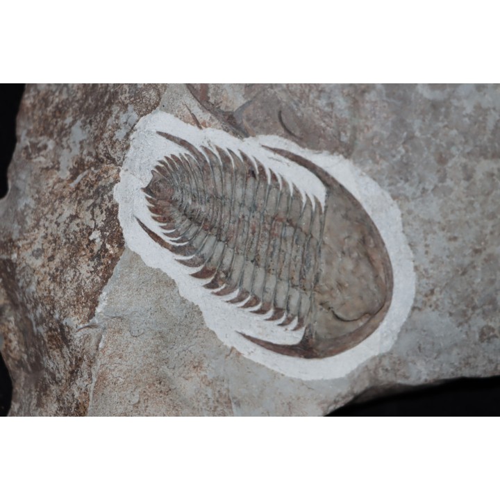 Neltneria jacqueti