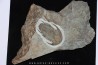 Neltneria jacqueti