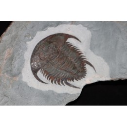 Neltneria jacqueti